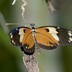 Tiger Heliconian Butterfly. Larvae feed on Passiflora quadrangularis. Occurs in Colombia and Mexico