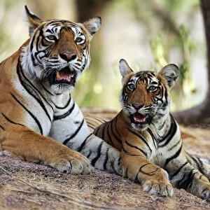 Tiger - Mother with 9 month-old cub Ranthambhore National Park, Rajasthan, India