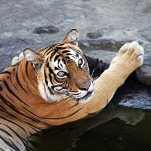 Tiger - Tigress in water pool Ranthambhore National Park, Rajasthan, India