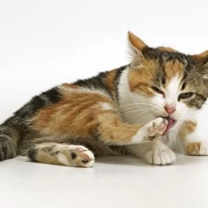 Tortoiseshell Cat - kitten cleaning itself