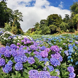 Trebah Garden - Hydrangeas Summer - Cornwall - UK