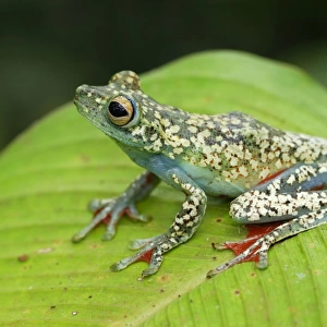 Tree Frog Costa Rica