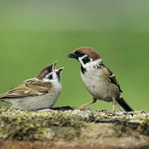 Tree Sparrow - adult feeding fledgling