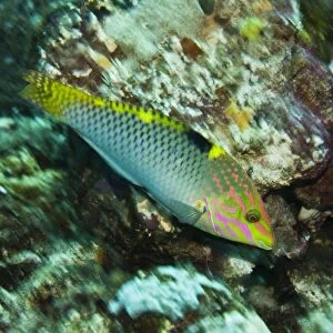 Tricolor Wrasse - Uncommon and hard to photograph - Papua New Guinea