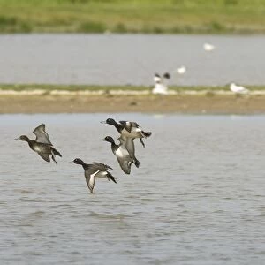 Tufted Duck - Courting males chasing female, In flight, Norfolk UK