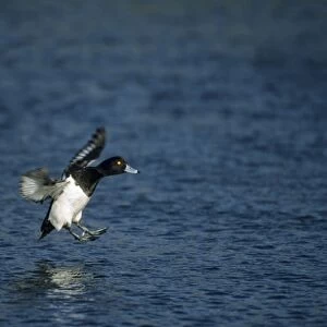 Tufted Duck - Landing Norfolk, UK BI004782