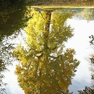 Tulip Tree - reflection in lake - autumn - Wilhems Hoehe Park - Kassel - Hessen - Germany