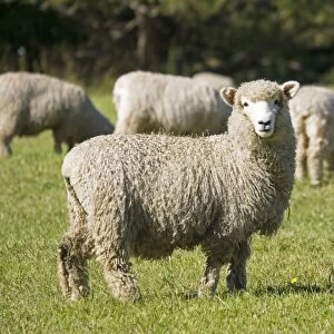 Unshorn Merino sheep - Mackenzie Country South Island New Zealand. Originally prized for the quality of its wool which is tightly crimped and springy there is now additional emphasis on quality of the meat