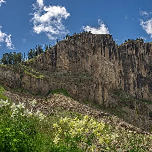 USA, Wyoming. Field of Columbine wildflowers, and mountain, Jedediah Smith Wilderness Date: 12-08-2019