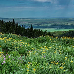 USA, Wyoming. Wildflowers and view of Teton Valley, Idaho, summer, Caribou-Targhee National Forest Date: 13-07-2019