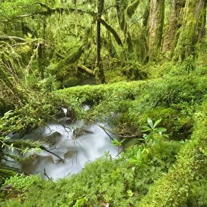 Valdivian Temperate Rainforest - creek with moss-covered rocks in dense and lush forest- Bosque Encantada - Enchanted Forest - Carretera Austral - Queulat National Park - Chile - South America