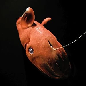 Vampire Squid - Monterey - California - USA - Small white discs / Dots are Photophores - Light producing organs - Deep sea 600-900mtrs/2-3000 ft in the oxygen minimum zone - It is currently the only animal in the order Vampyromorphida