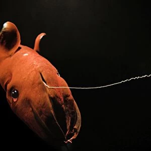 Vampire Squid - Monterey - California - USA - Small white discs / Dots are Photophores - Light producing organs - Deep sea 600-900mtrs/2-3000 ft in the oxygen minimum zone - It is currently the only animal in the order Vampyromorphida