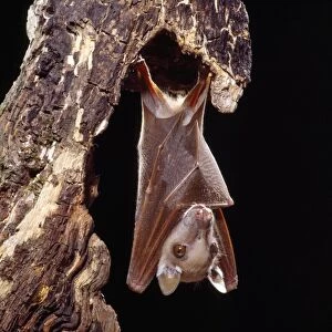 Wahlberg's Epauletted Fruit Bat
