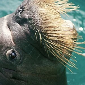 Walrus - close-up of whiskers