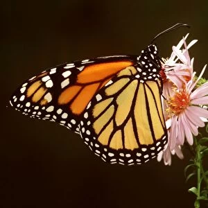 Wanderer / Monarch / Milkweed Butterfly