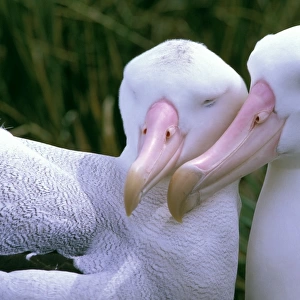 Wandering Albatross - Breeding pair - Prion Island - South Georgia - Antarctica JPF42771