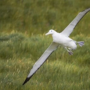 Wandering Albatross - Coming in to land Prion Island, South Georgia. BI007149