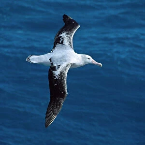 Wandering Albatross - In flight, Antarctic region, Islands in the southern ocean JPF30690