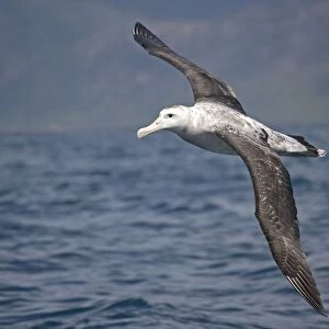 Wandering albatross; off South Island, New Zealand. In flight