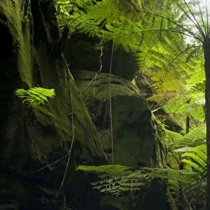 Ward's Canyon - majestic tree fern and king fern grow in idyllic Ward's canyon which is part of Carnarvon Gorge which again is located in Queensland's arid outback