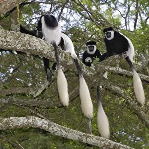 Western Black-and-white Colobus Monkey Awassa Ethiopia