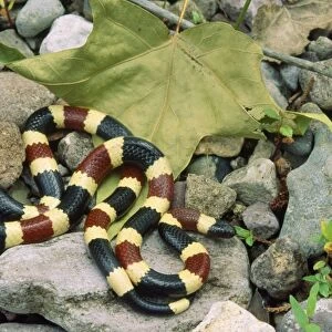 Western Coral Snake USA