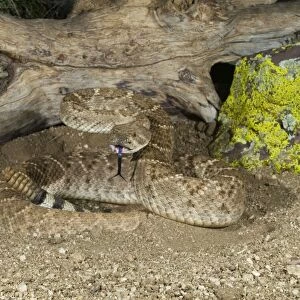 Western Diamondback Rattlesnake - controlled subject - Arizona - USA
