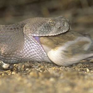 Western Diamondback Rattlesnake - eating Kangaroo Rat - Arizona USA