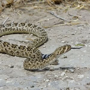 Western Diamondback Rattlesnake South Texas in March