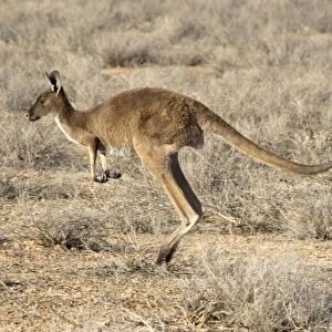 Western Grey Kangaroo - adult jumping through the desert - Mungo National Park, New South Wales, Australia