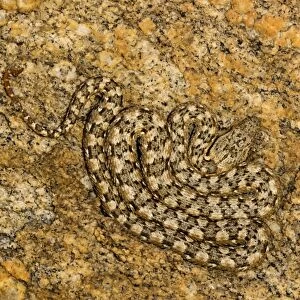 Western Keeled Snake - Lying coiled against a rock face - Namib Desert - Namibia - Africa