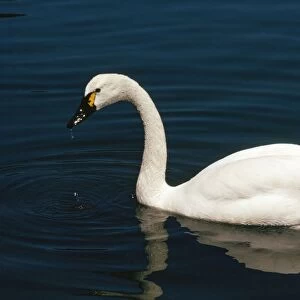 Whistling Swan - male