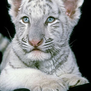 White Bengal / Indian Tiger - cub