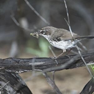 White-browed Scrubwren with food in mouth - A secretive bird preferring dense cover but not uncommon just overlooked. About 11 or 12 subspecies ranging around the eastern, southern and western coasts of Australia