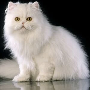 White Persian Cat - sitting
