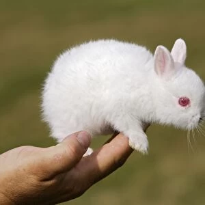 White Polish rabbit with red eyes - baby on person's hand