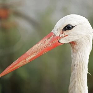 White Stork. Aiguamolls National Park - Spain