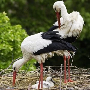 White Stork - pair at nest with chick. Alsace - France