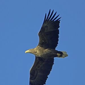 White-Tailed Eagle - In flight Lower Saxony, Germany