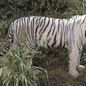 White Tiger- variety kept as rare speciality by Indian Maharajahs, this one belonging to Maharajah of Mysore