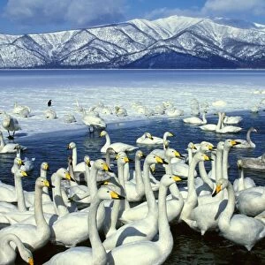 Whooper Swans on lake, winter, Lake Kussharo, Akan National Park, Hokkaido, Japan, Europe, Coast of Africa, North and Centra Asia JPF39113