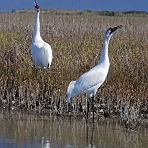 Whooping Cranes - Calling to each other reinforcing pair bond - On wintering grounds at Aransas National Wildlife Refuge - Texas coast - USA