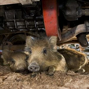 Wild Boar - young lying down under a vehicle