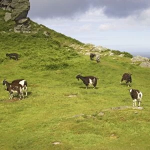 Wild Goats of Lynton Valley of the Rocks, Lynton, Exmoor National Park, Devon, UK MA000085
