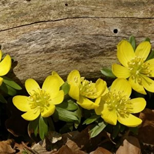 Winter Aconite growing in forest beneath a tree branch Baden-Wuerttemberg, Germany