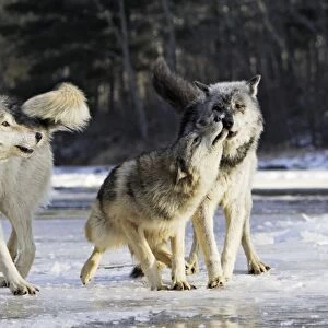 Wolf / Gray Wolf / Timber Wolf - submissive behaviour Minnesota USA