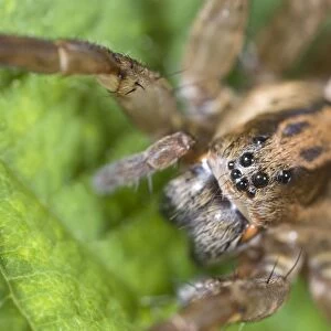 Wolf Spider showing eight eyes Norfolk UK