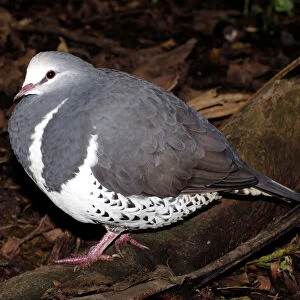 Wonga pigeon (Leucosarcia melanoleuca) Port Douglas, Queensland, Australia Captive specimen