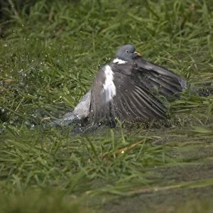 Wood Pigeon bathing in garden pond Oxon, UK